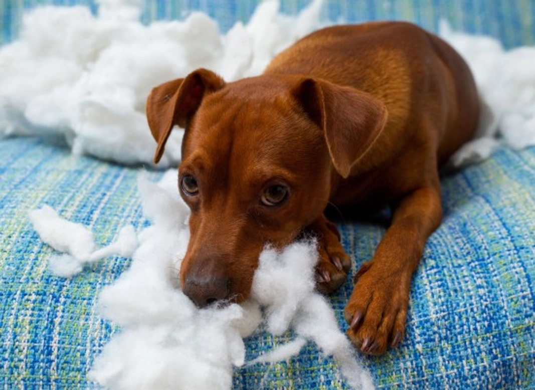 Safe Homemade Dog Deterrents: Protect Your Home Naturally