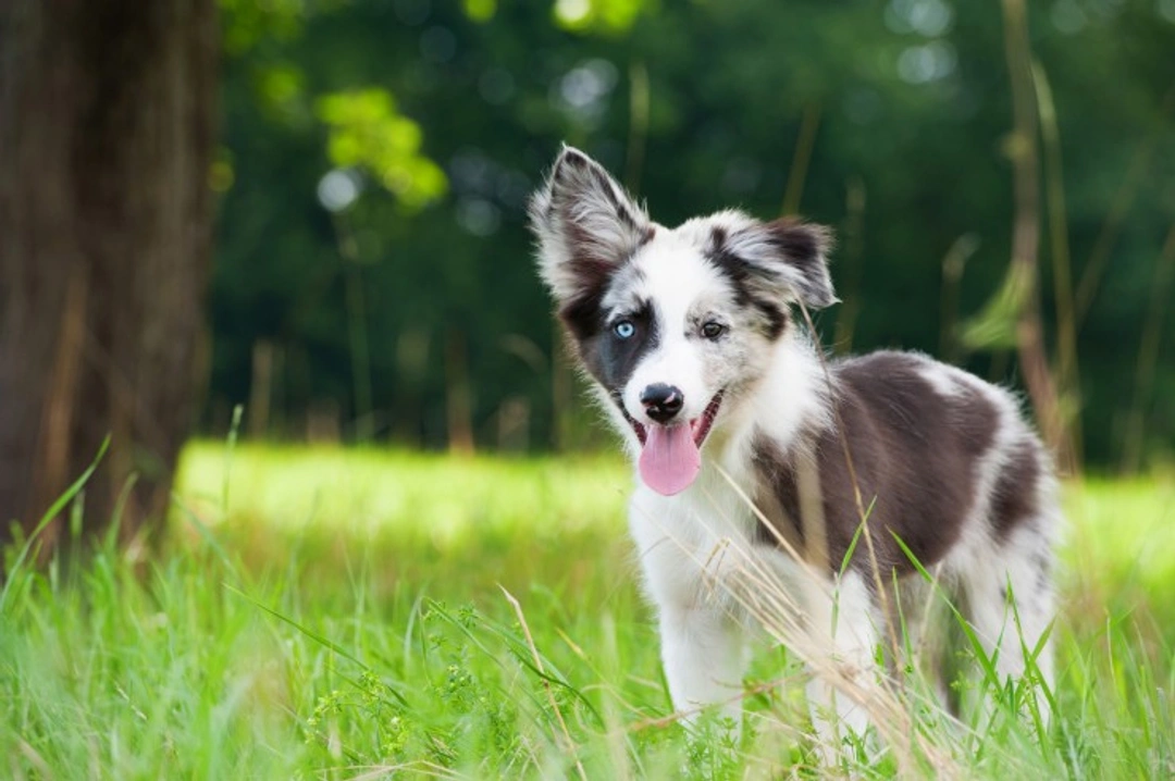 Top Benefits of Taking Your Dog for a Good Long Walk