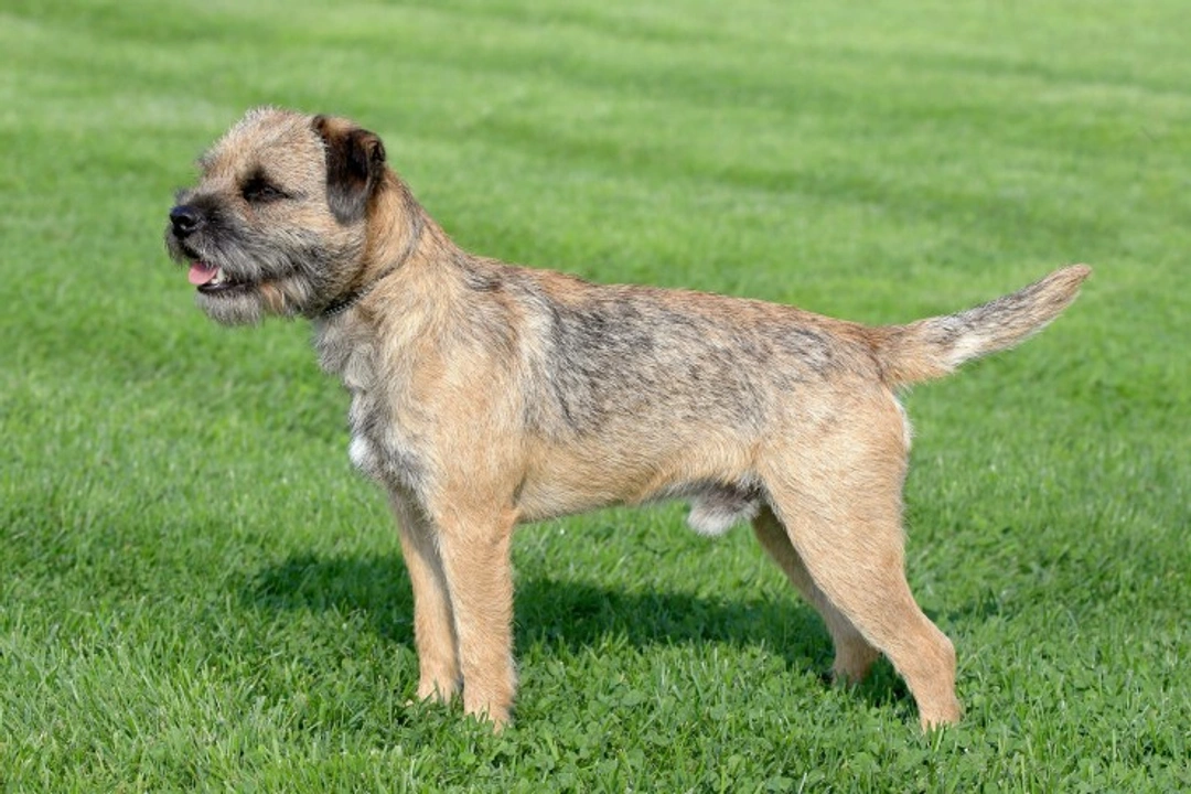 All About Terriers: Types, History & Personality