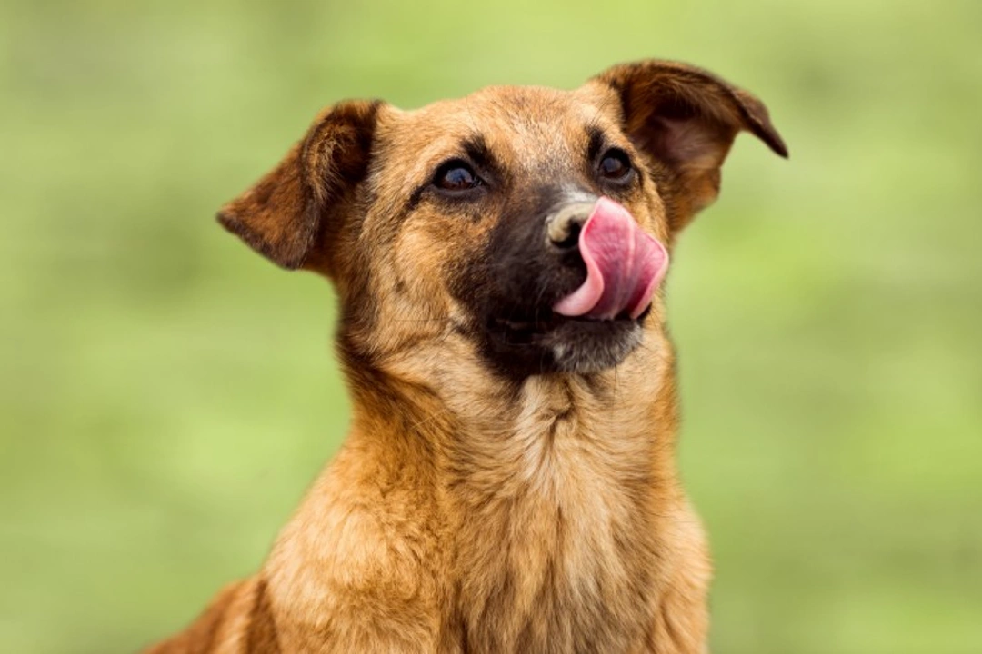 Five interesting things dogs use their tongues for