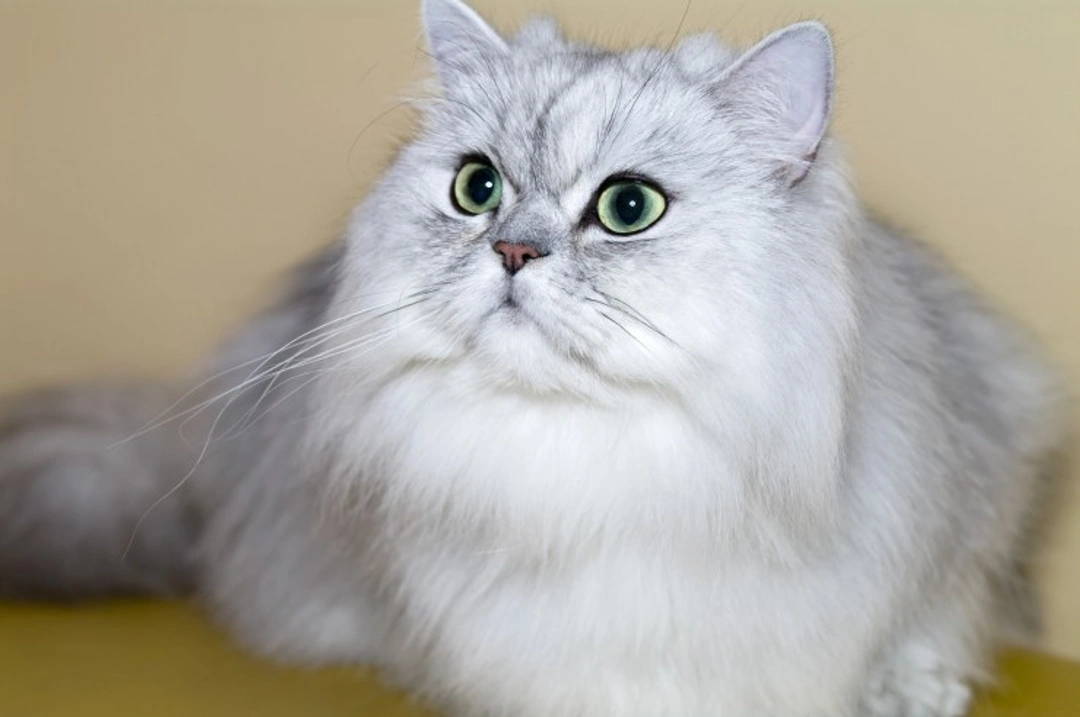 Persian Cats and Polycystic Kidney Disease: Risks and Care
