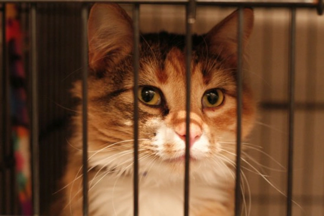 Adopting an Older Cat: A Compassionate Guide