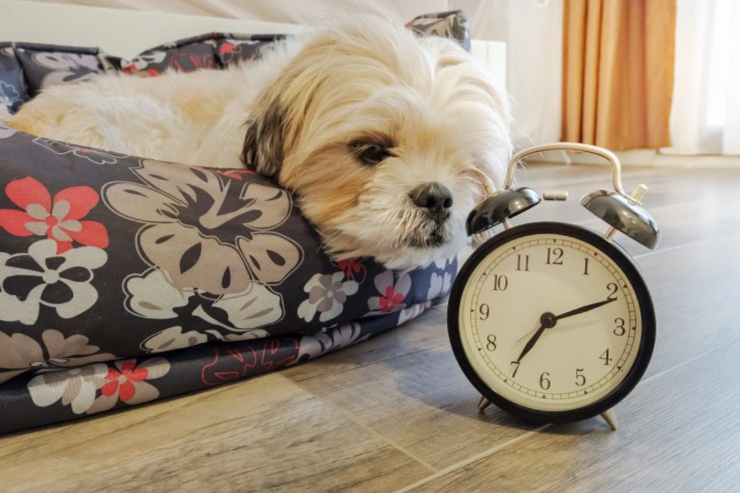 How Daylight Saving Time Changes Affect Your Dog