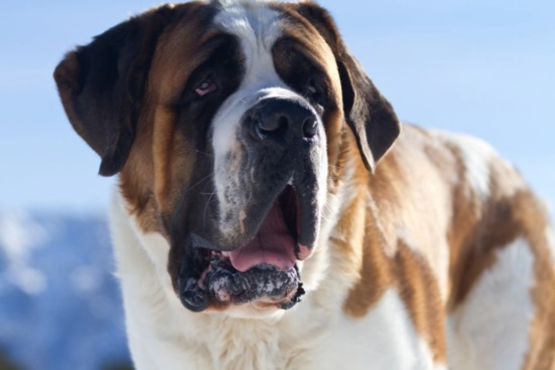 All About the St. Bernard Dog Breed
