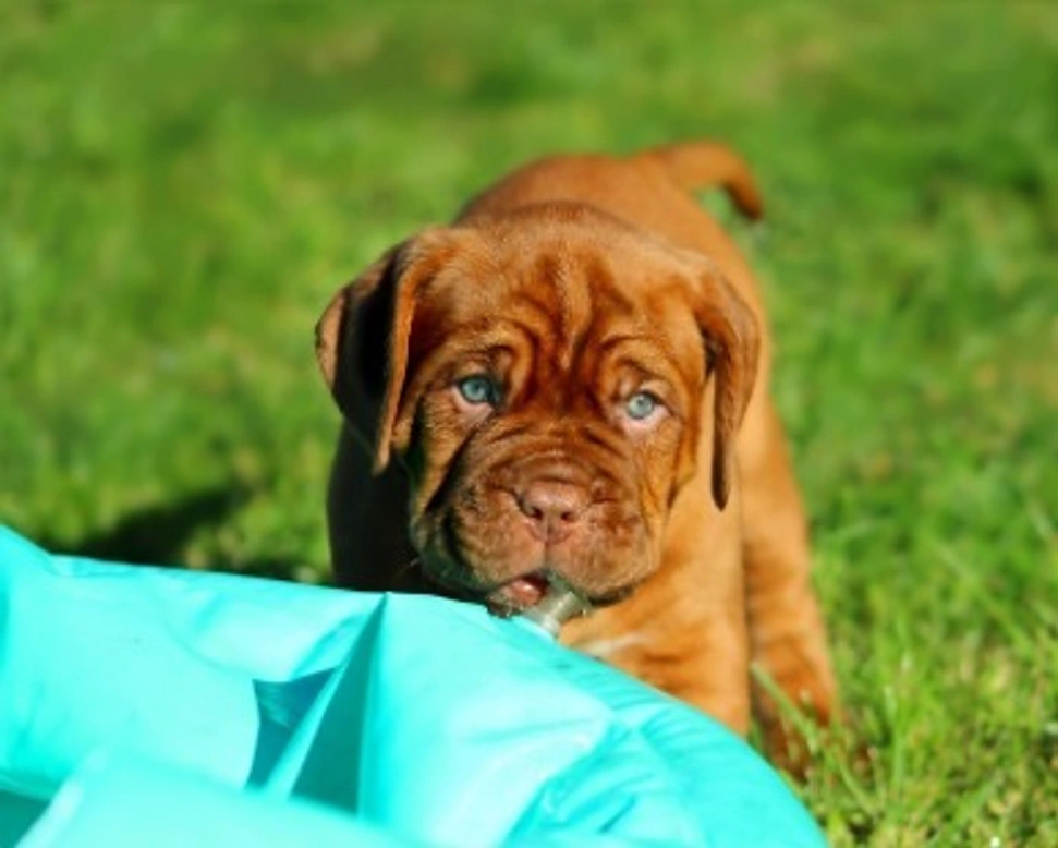 Igiene e pulizia dell'ambiente e del circondario