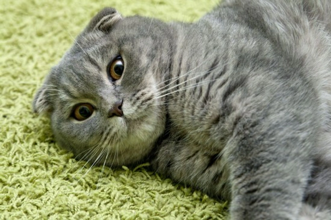 Looking after a diabetic cat: essential care guide