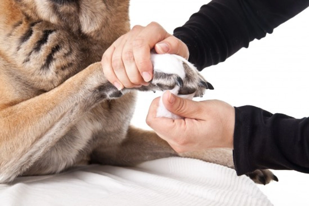 Top 10 Paw Care Tips for Dogs This Winter