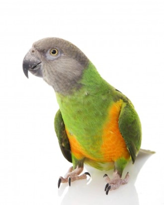 Senegal Parrot Care Guide: UK Pet Owner Essentials