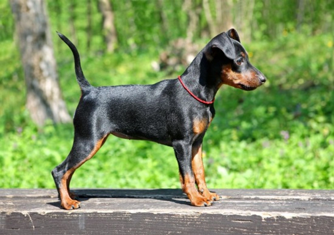 Miniature Pinscher Behaviour and Training Guide