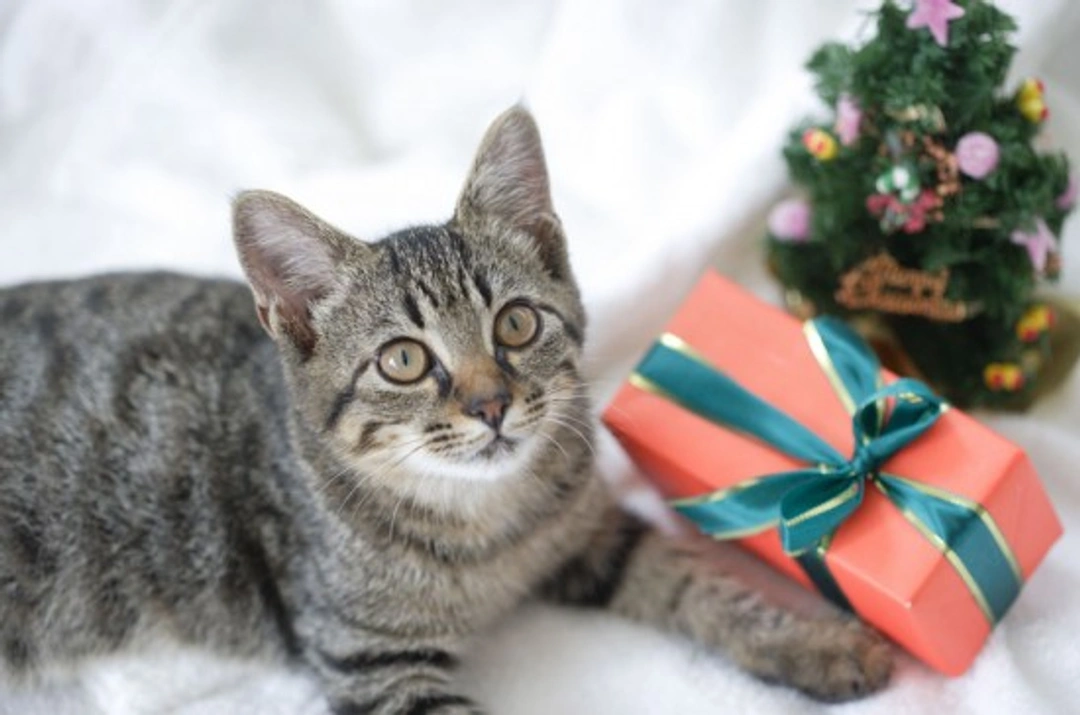 Top Christmas Presents for Cats: Budget to Luxury Gifts