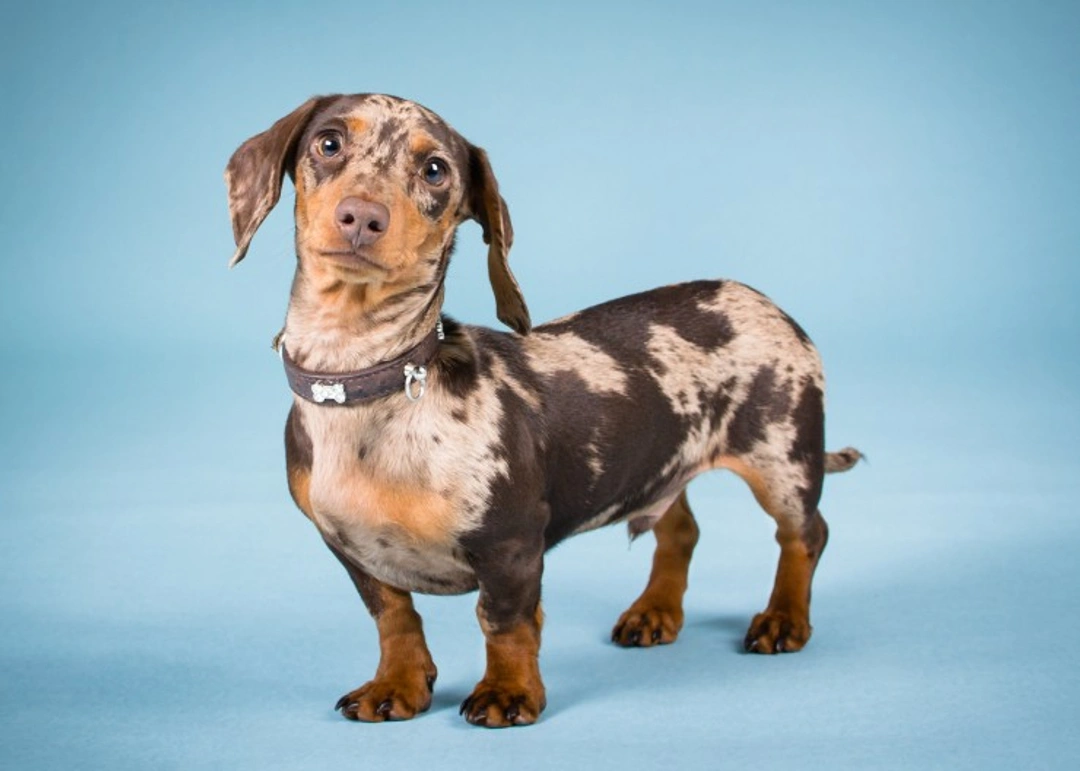Complete Guide to Keeping Dachshund Pups Fit and Healthy