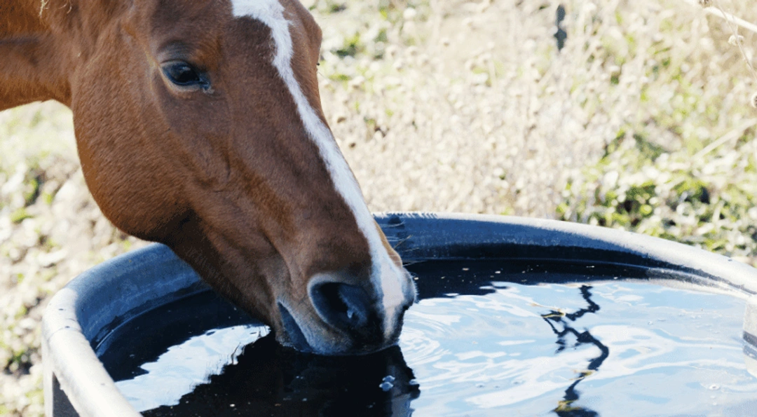 Spara vatten i sommar