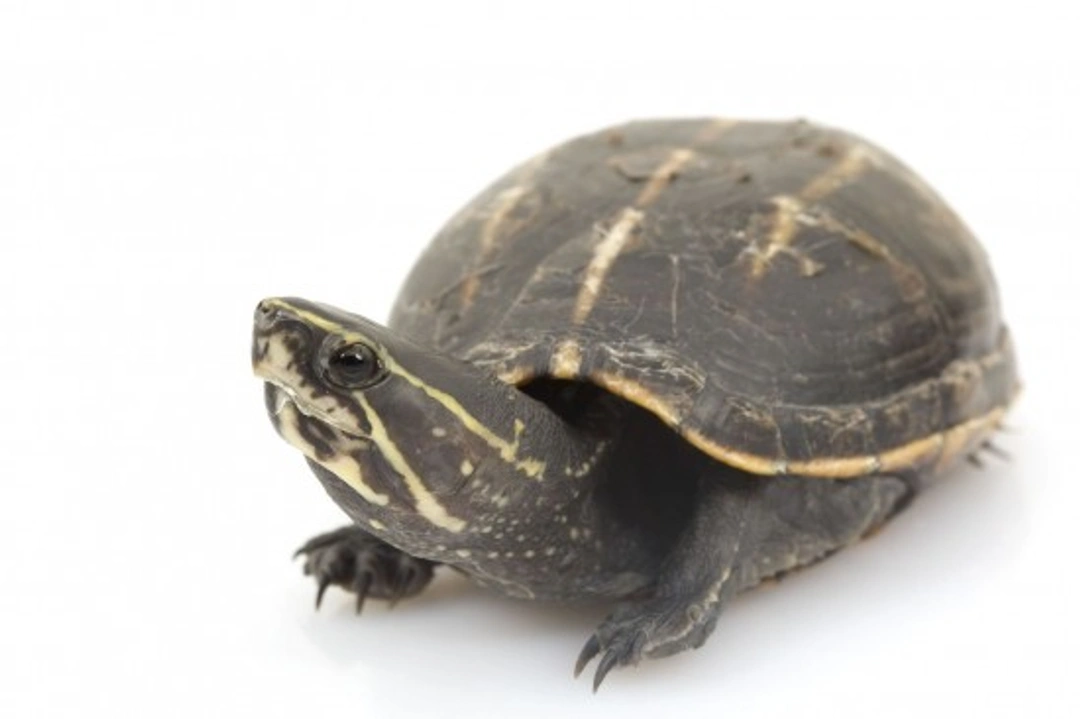 Complete Guide to Caring for a Pet Mud Turtle
