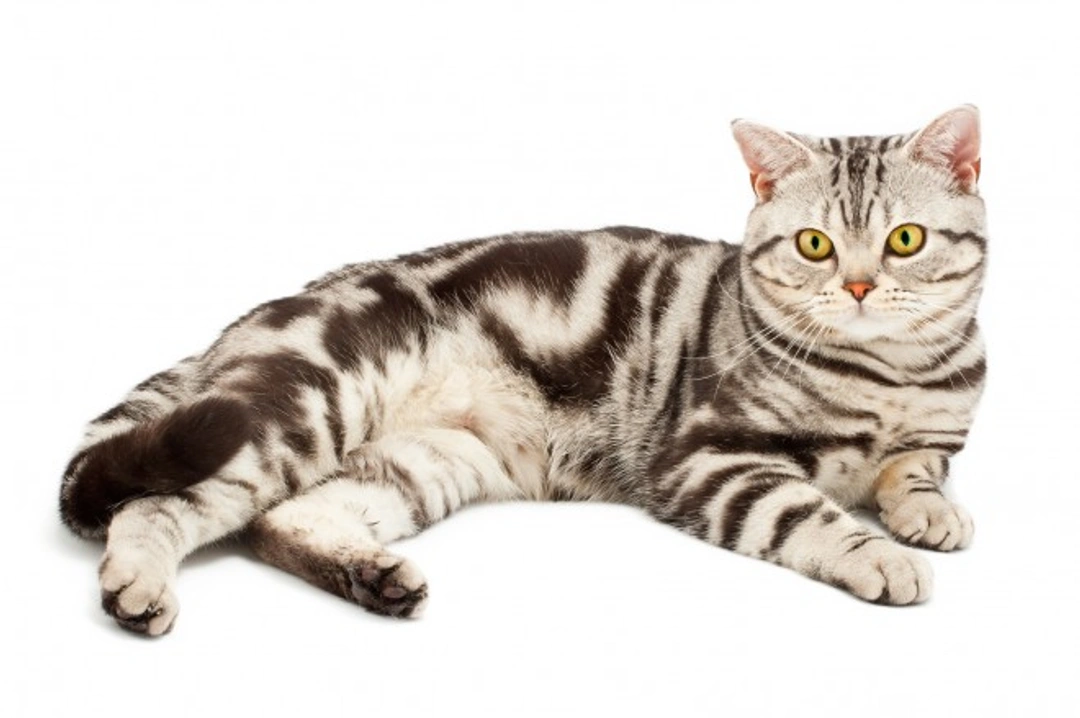 British vs American Shorthair Cat: Key Differences Explained