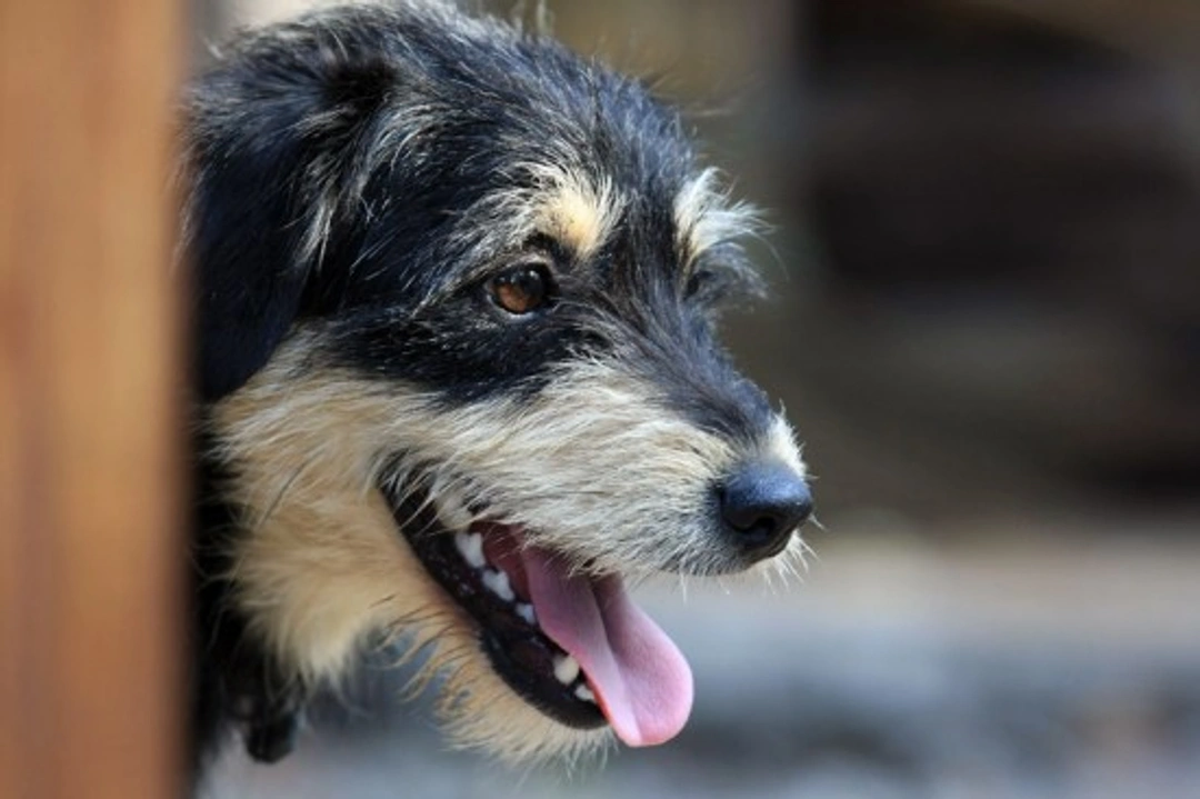 Could You Foster a Pet? A Complete Guide to Fostering