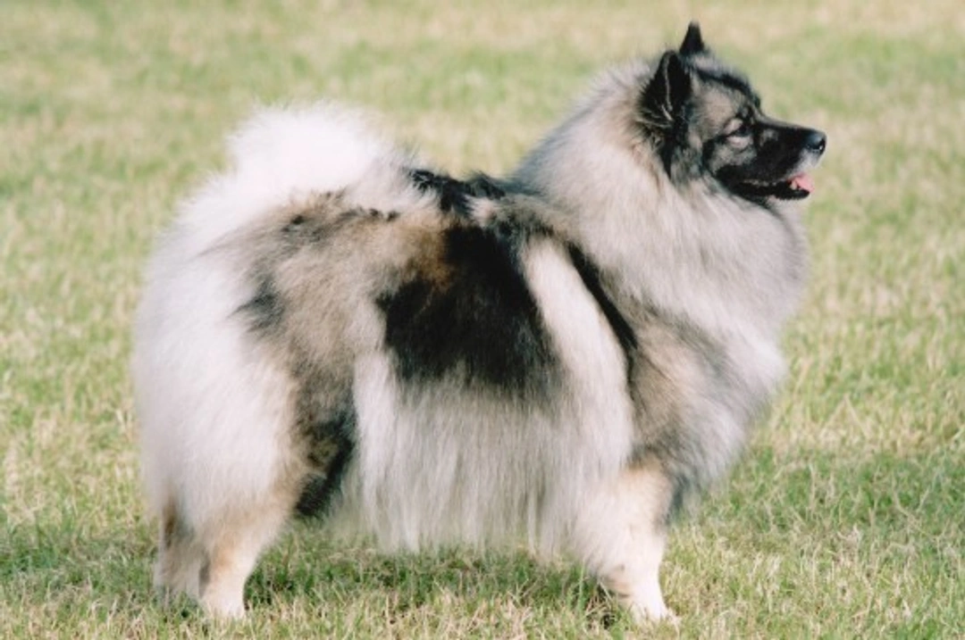 Is the Keeshond a Good Choice of Family Pet?