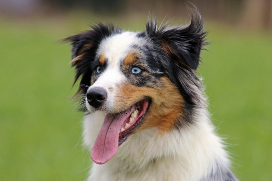Iris Coloboma in Dogs: Causes, Diagnosis & Care