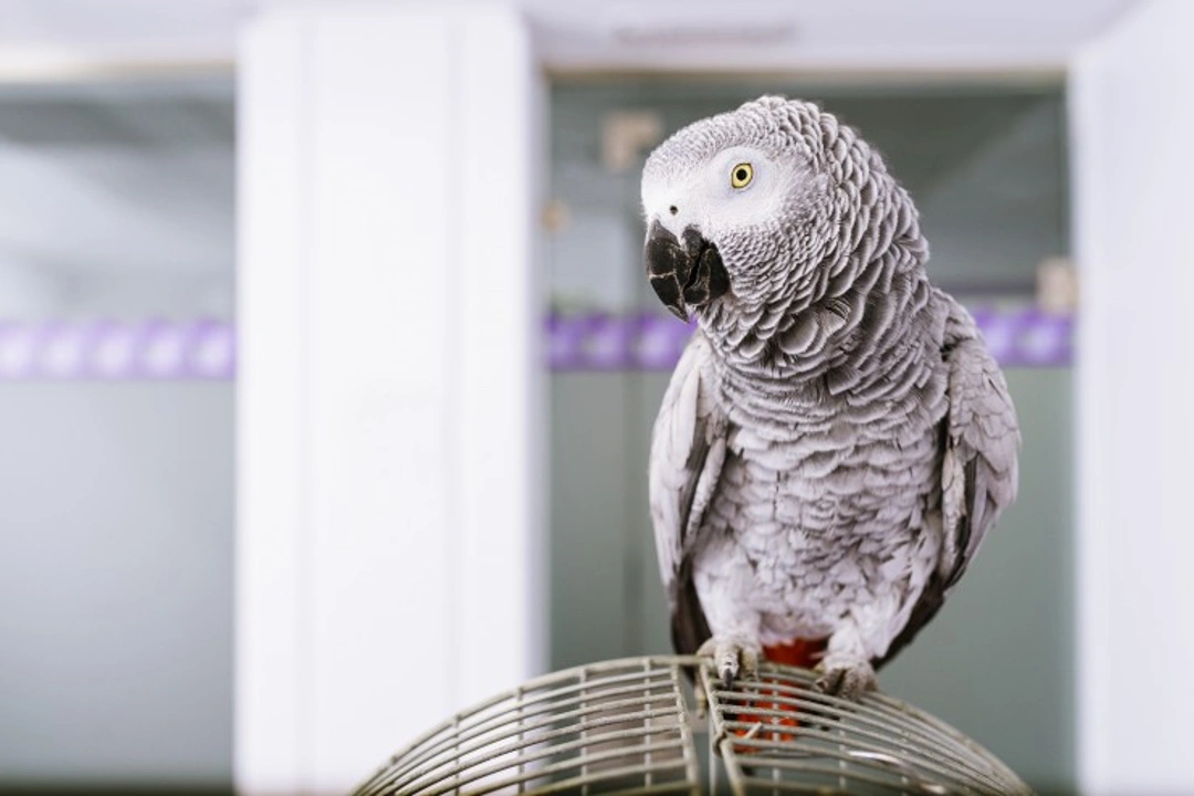 The body language of parrots: Signs your parrot is happy