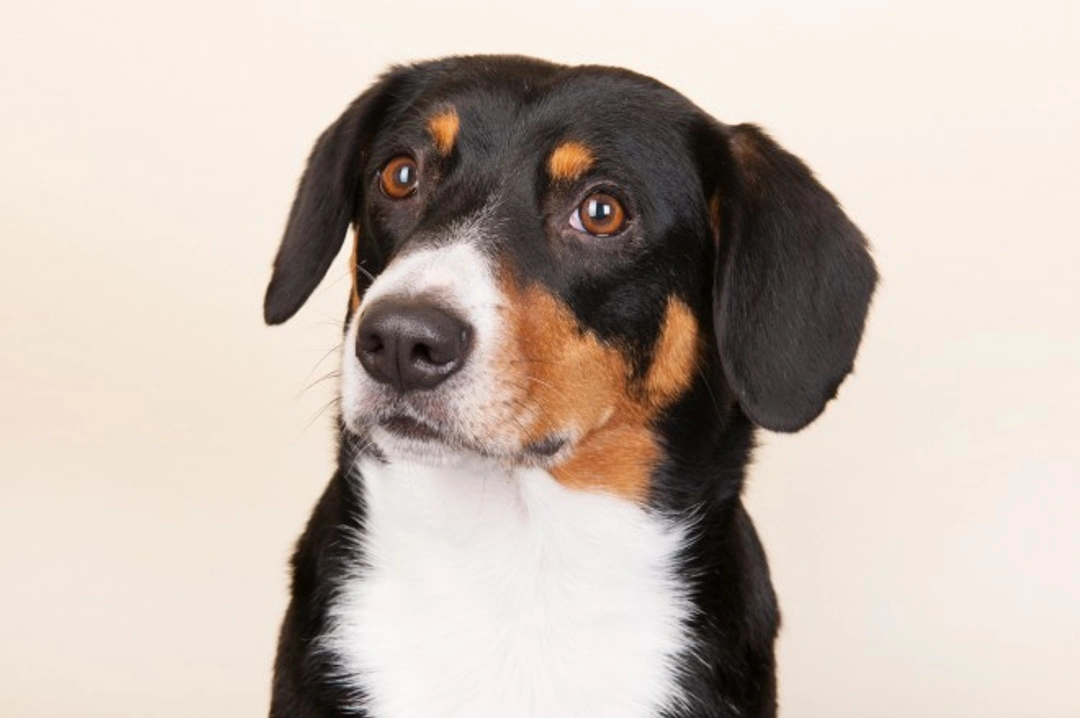 Entlebucher Mountain Dog: Care, Temperament & Training Guide