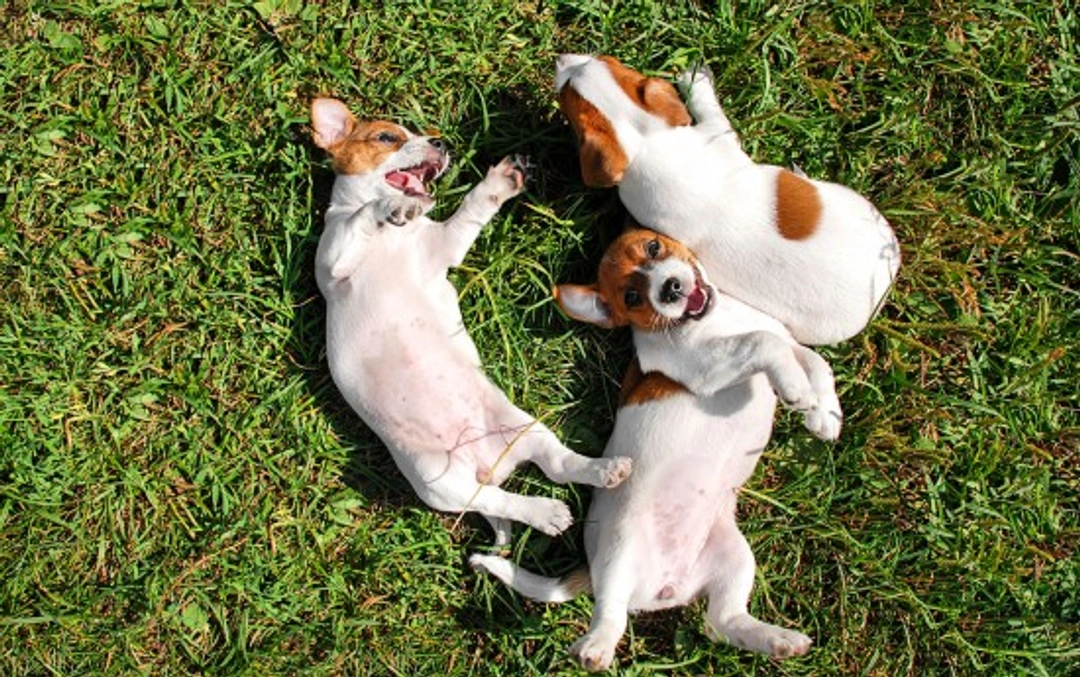 Key Factors Leading to Puppy Aggression and How to Prevent It