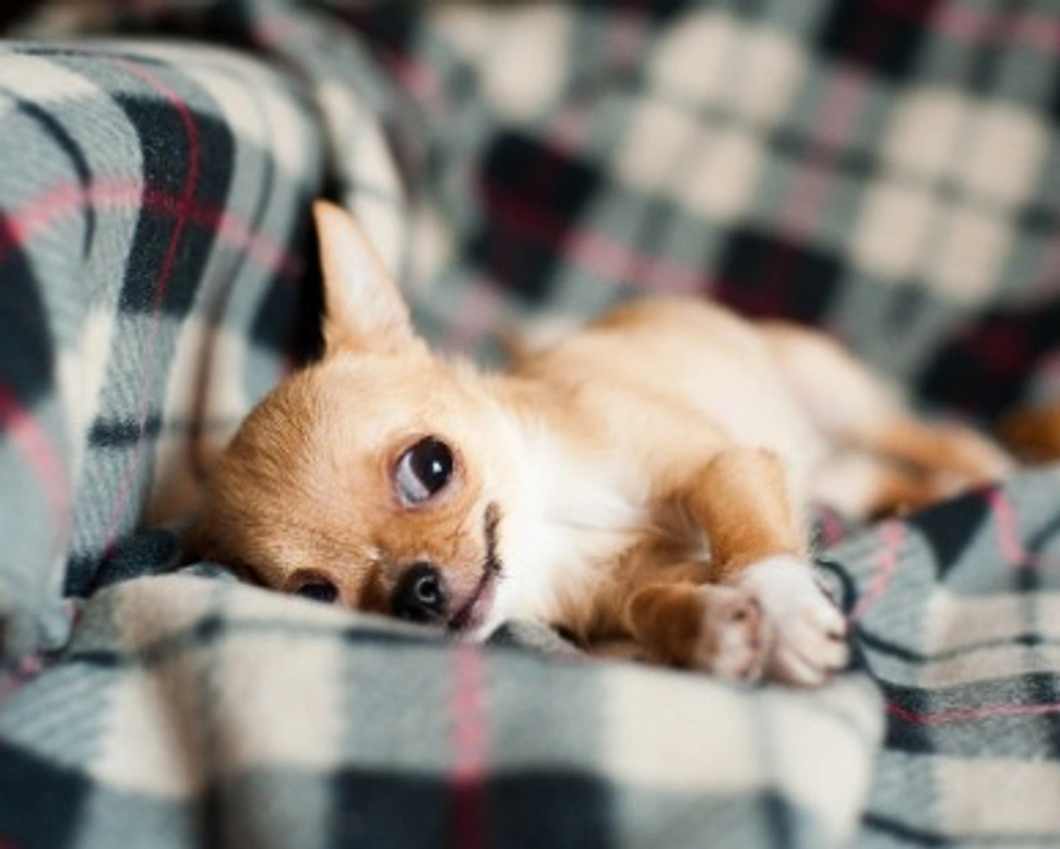 Quali alimenti sono nocivi per i cani? Info per proteggerlo