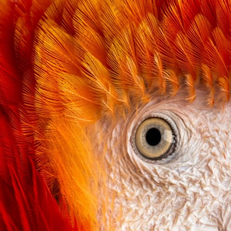 Eye Disorders in Pet Birds: Common Issues and Care