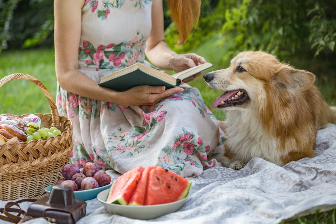 Fun summer activities to do with your dog: top tips for 2025