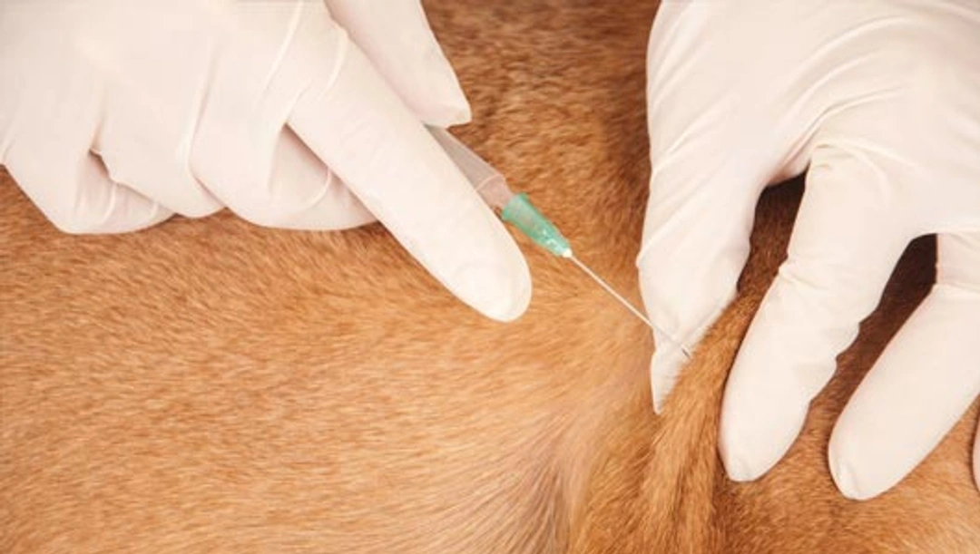 Vaccinaties bij volwassen honden