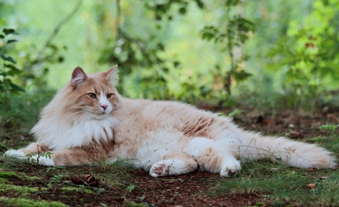 10 Fascinating Facts About Norwegian Forest Cats