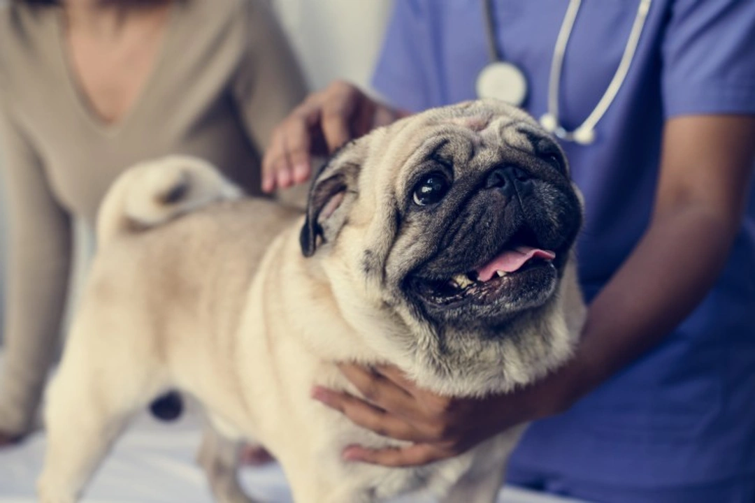 Why Regular Health Checks Are Vital for Your Pet’s Wellbeing