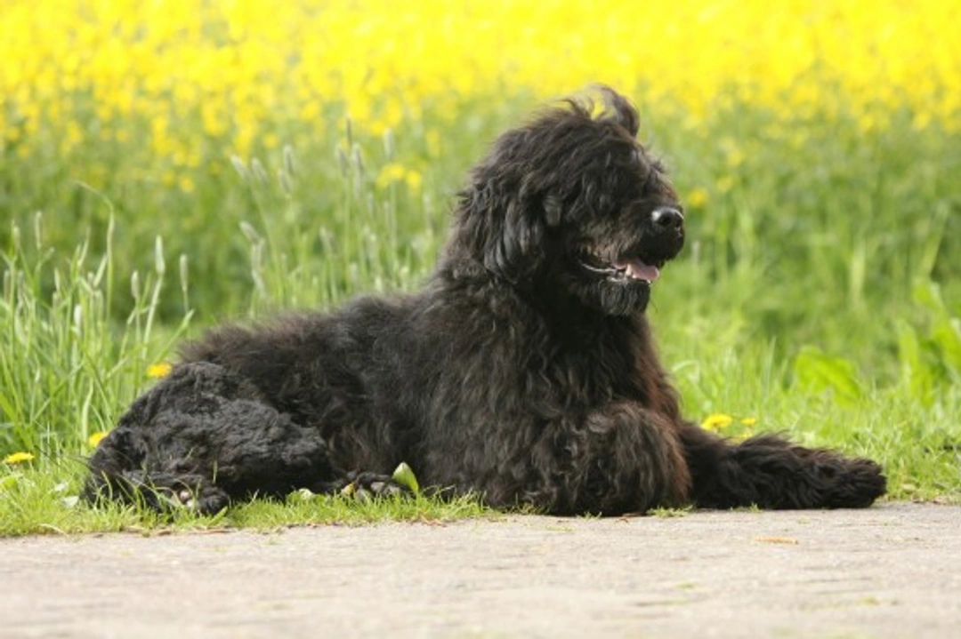 Top 10 Best Dog Breeds for Allergy Sufferers in the UK
