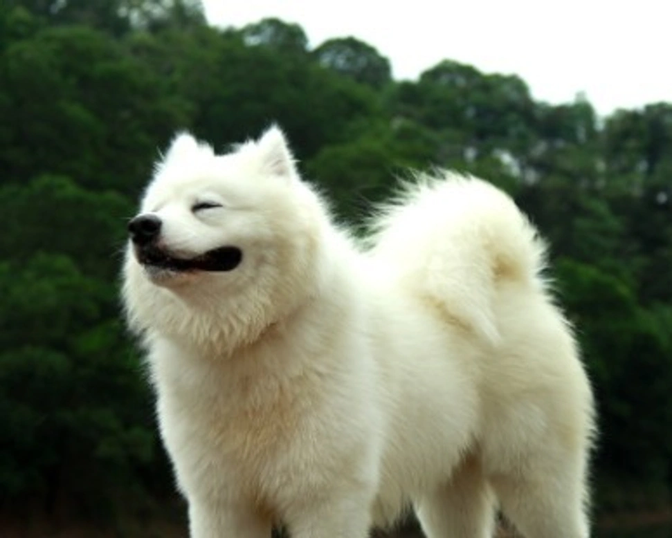 Dove trovare cuccioli di Samoiedo in Italia? Ecco come fare la ricerca