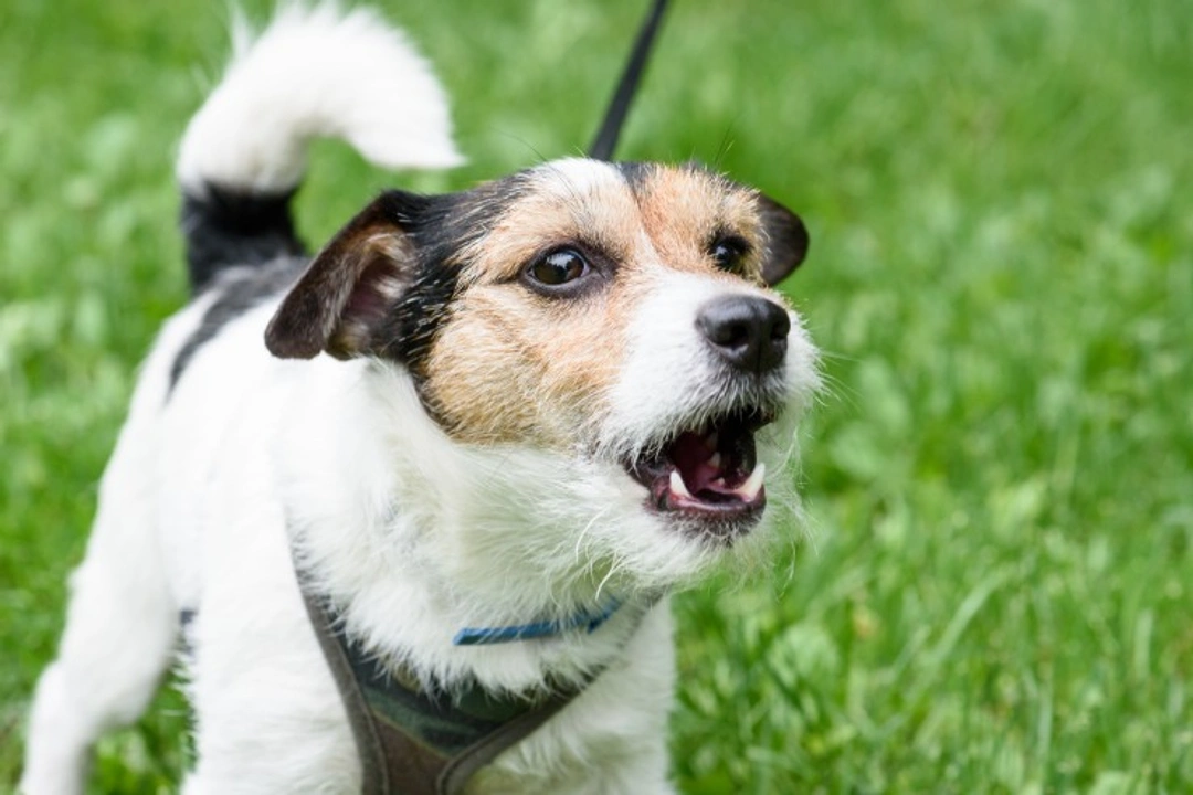 Dogs and the language of growling: How to interpret their meaning