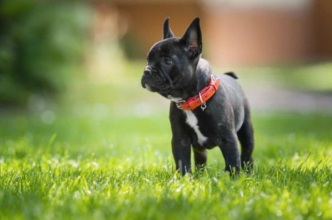 How to Evaluate a French Bulldog Puppy's Temperament