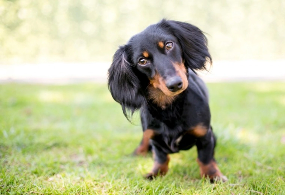 10 Must-Know Facts Before Buying a Dachshund Puppy