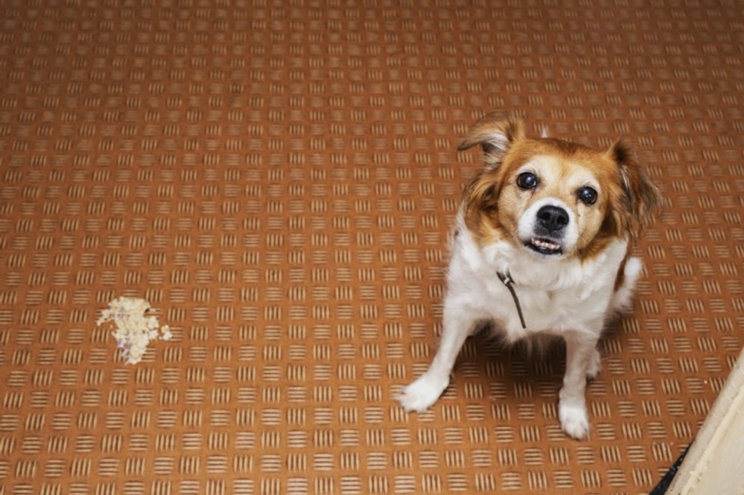 The eight most common causes of stomach upsets in dogs