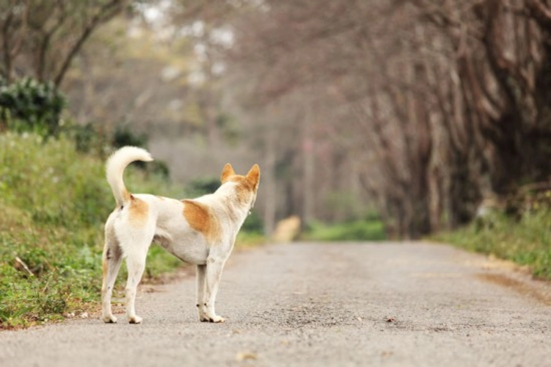 How to Find a Lost Pet: Step-by-Step Guide