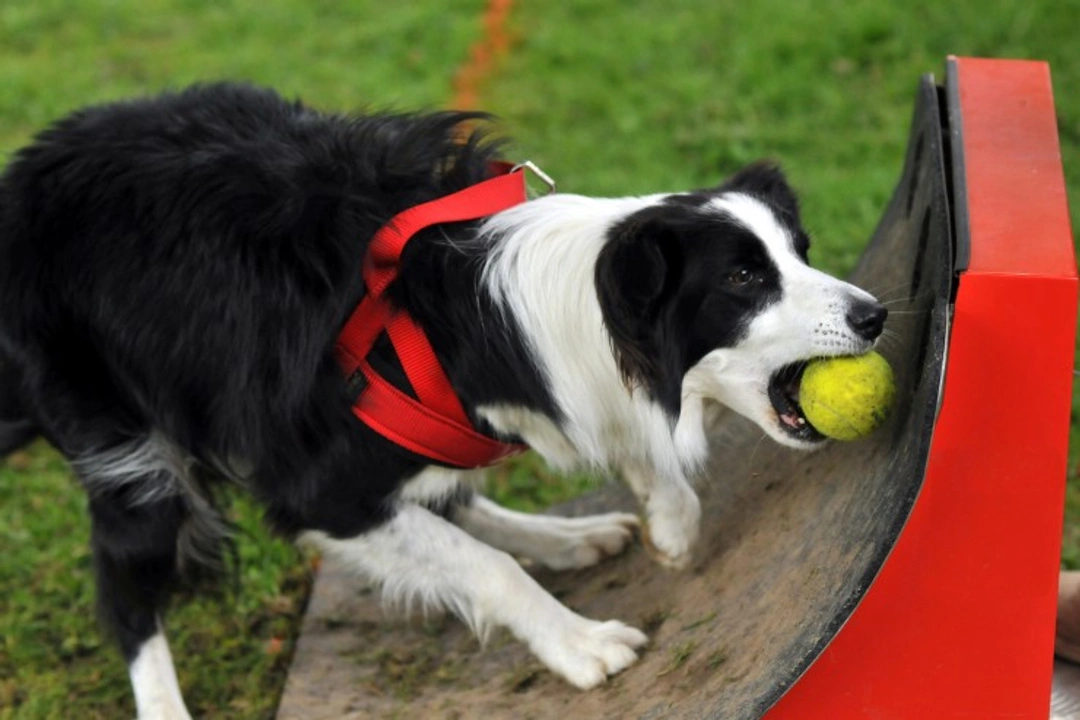 Teaching Your Dog the Basics of Flyball: A Step-by-Step Guide