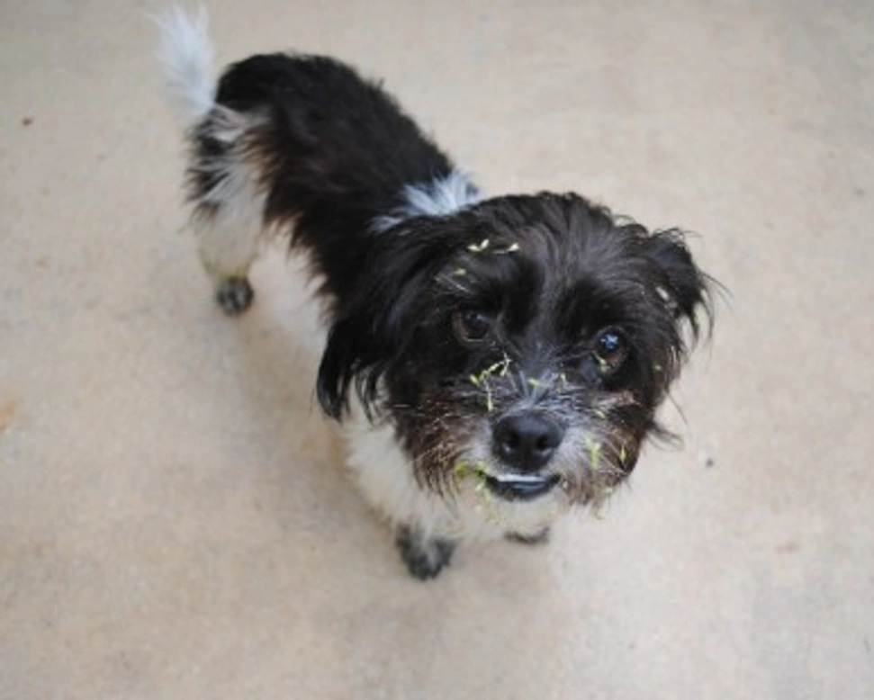 Associazioni animali: Tana Libero Tutti ODV