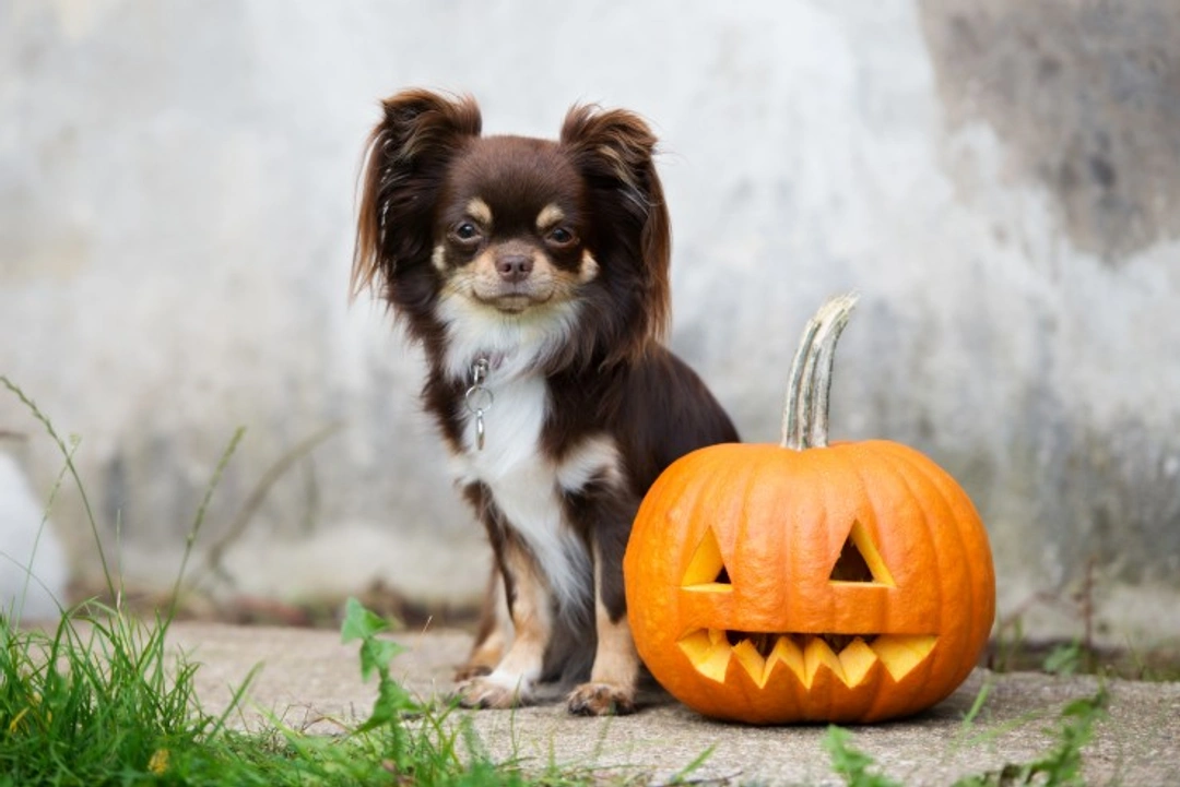 5 Tips to Ensure Your Pet’s Halloween is Happy and Safe