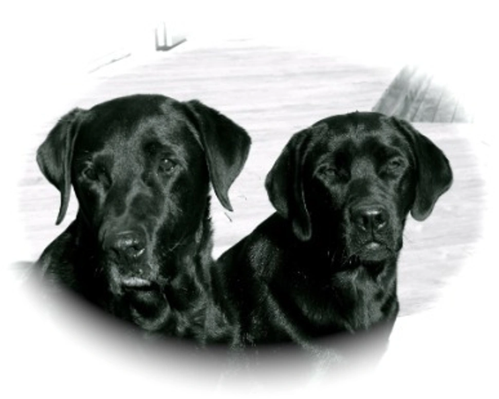 I momenti ottimali per la monta