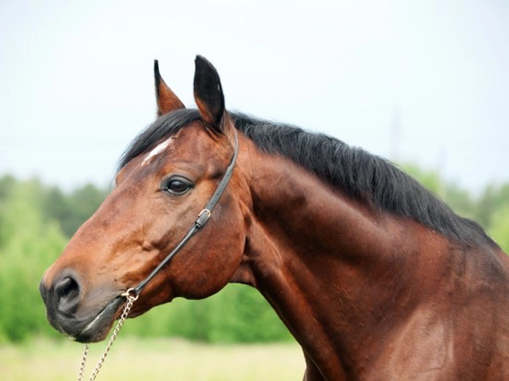 Why Do Thoroughbred Horses Get Nose Bleeds?