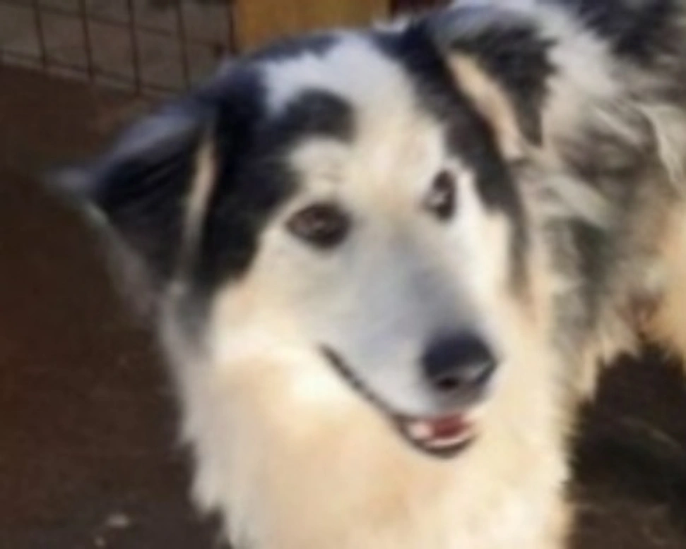 Adozioni cani: la storia di King, incrocio Siberian Husky