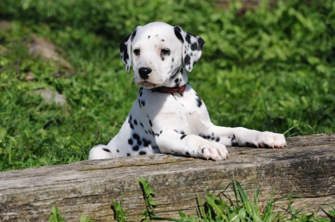 10 Essential Facts About Dalmatians Before You Buy