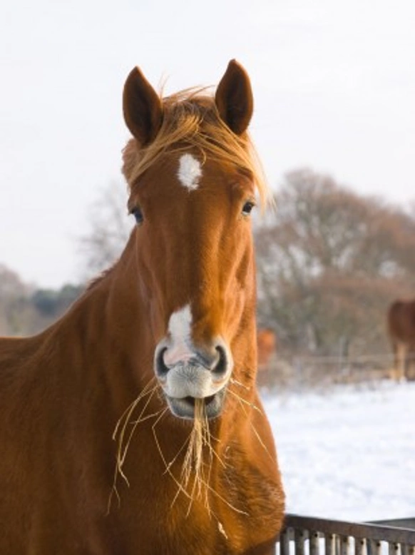 Winter Horse Feeding Tips to Keep Costs Low