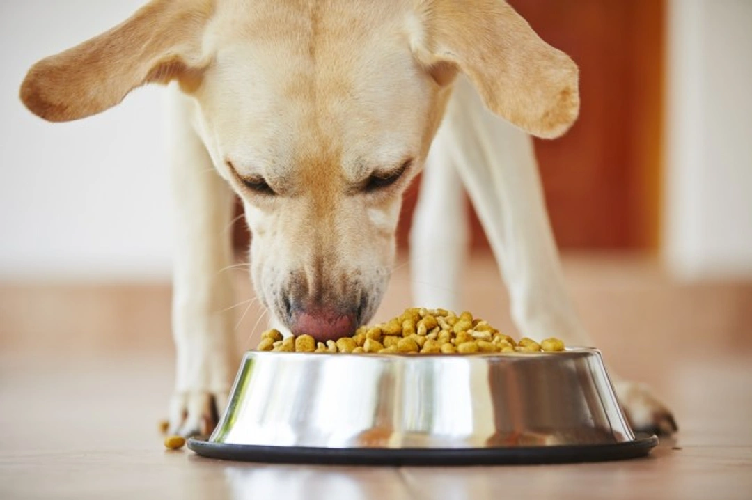 Rotation feeding for dogs: A balanced and varied diet guide