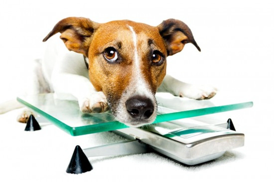 Understanding Dog Obesity: Causes, Risks & Prevention