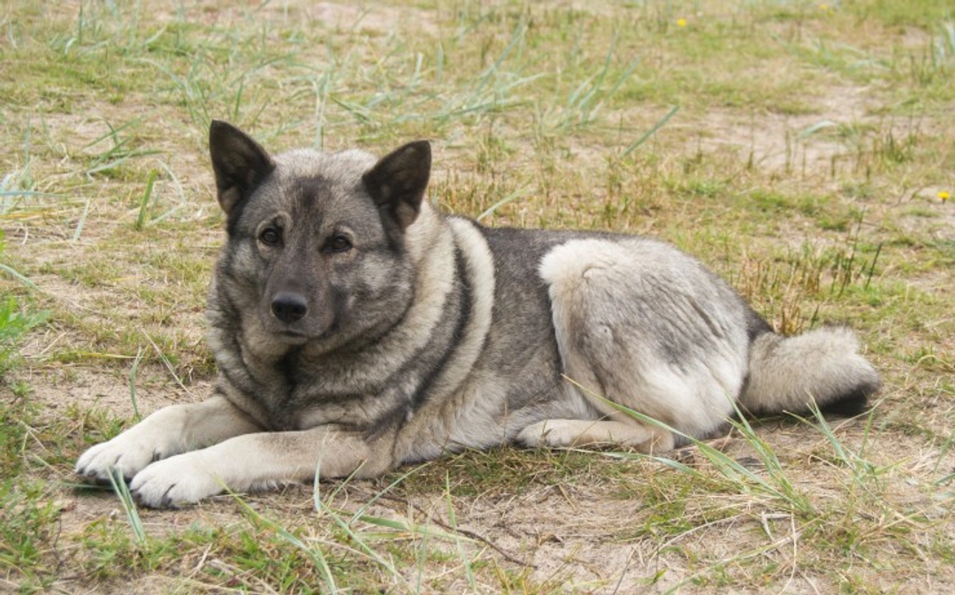 Chondrodysplasia DNA Testing in Norwegian Elkhound Puppies