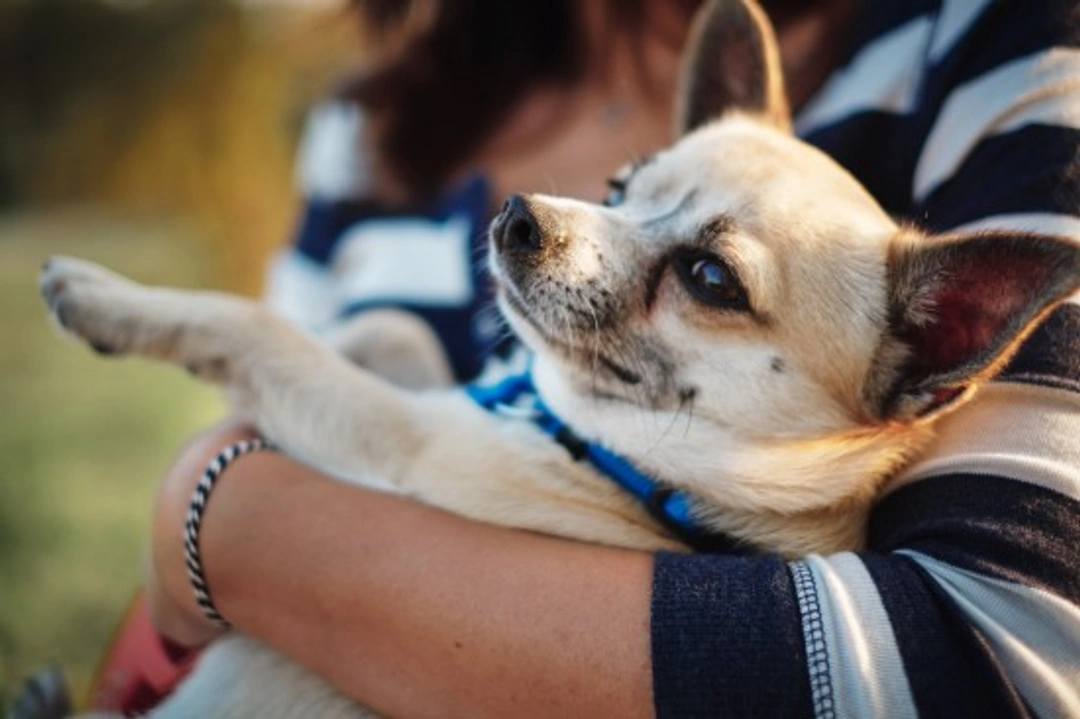 5 Ways Dog Owners Inadvertently Do Their Dogs a Disservice