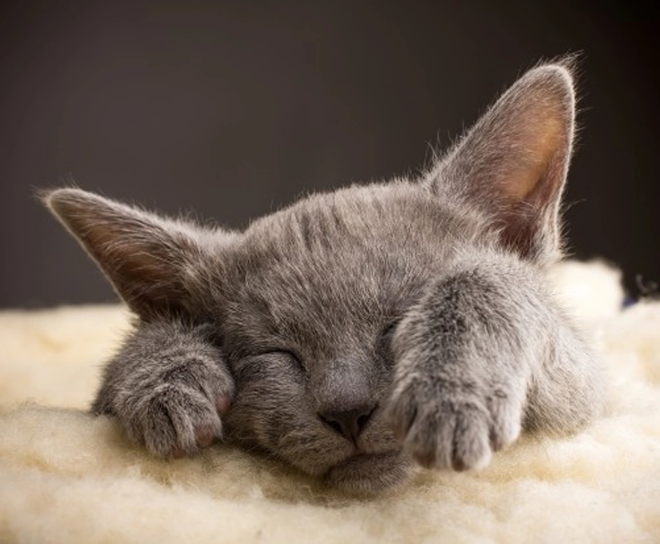 10 Reasons Cats Make Better Pets Than Dogs